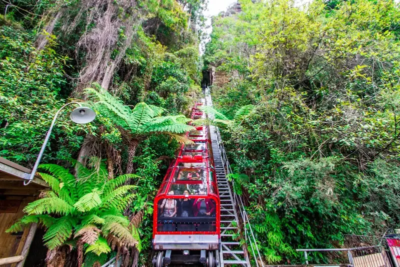 Scenic Railway among ferns and trees