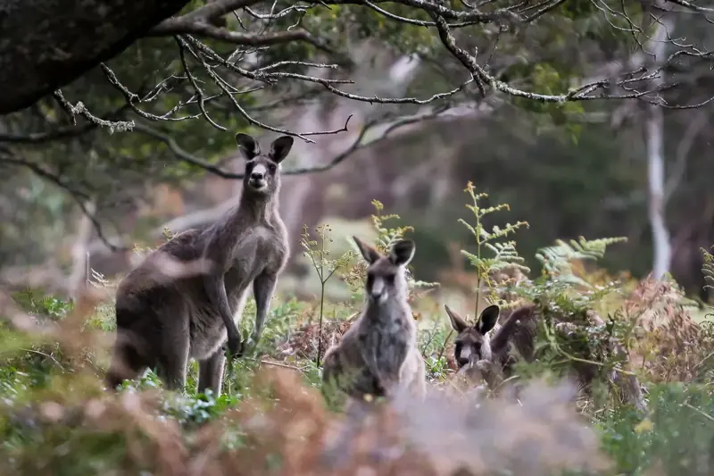 Kangaroos in bushland