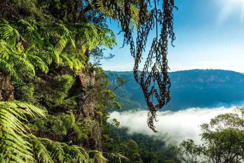 Ferns framing a misty valley