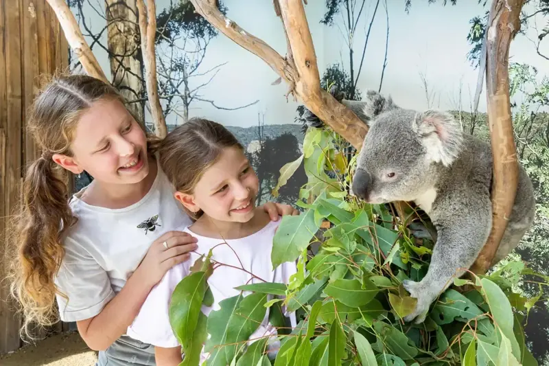 Visitors observing a koala